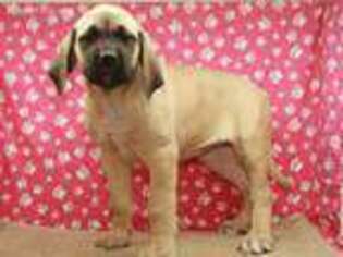 Mastiff Puppy for sale in Shawnee, OK, USA