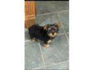 Yorkshire Terrier Puppy for sale in Peebles, OH, USA