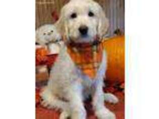 Goldendoodle Puppy for sale in Adams Run, SC, USA