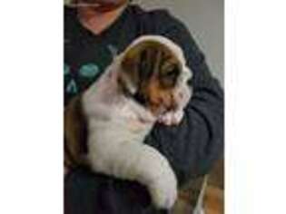 Bulldog Puppy for sale in Cozad, NE, USA