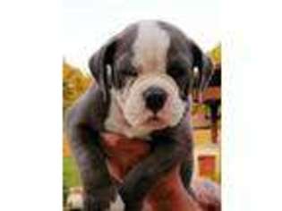 Olde English Bulldogge Puppy for sale in La Vernia, TX, USA