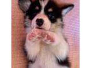 Pembroke Welsh Corgi Puppy for sale in Fresno, CA, USA