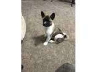 Akita Puppy for sale in Augusta, KY, USA