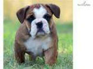 Bulldog Puppy for sale in Fort Worth, TX, USA