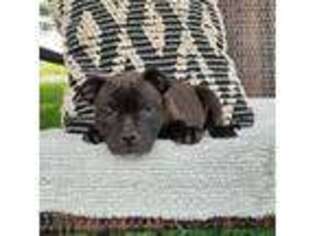 Staffordshire Bull Terrier Puppy for sale in Denver, PA, USA