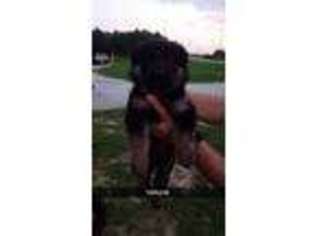 German Shepherd Dog Puppy for sale in Forest, OH, USA