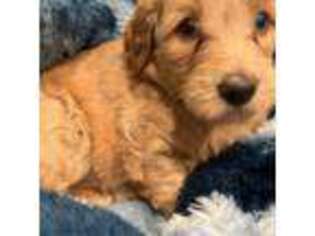 Goldendoodle Puppy for sale in Clearfield, UT, USA