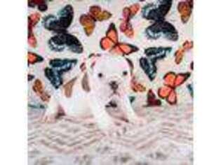 Bulldog Puppy for sale in Colorado Springs, CO, USA