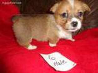 Pembroke Welsh Corgi Puppy for sale in Cardington, OH, USA