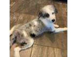 Mutt Puppy for sale in Queen Creek, AZ, USA