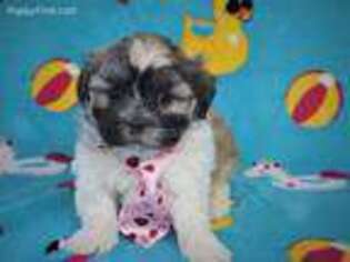 Mal-Shi Puppy for sale in Brashear, TX, USA
