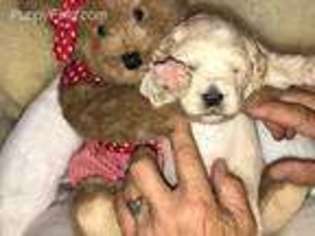 Goldendoodle Puppy for sale in Shingle Springs, CA, USA