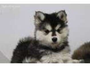 Siberian Husky Puppy for sale in Mount Vernon, IL, USA