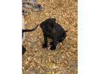Rhodesian Ridgeback Puppy for sale in Ramona, CA, USA