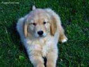 Golden Retriever Puppy for sale in Rocky Comfort, MO, USA