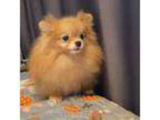 Pomeranian Puppy for sale in Weston, FL, USA