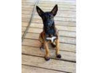 Belgian Malinois Puppy for sale in Stephens, GA, USA