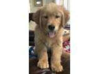 Golden Retriever Puppy for sale in Elmont, NY, USA