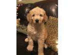 Goldendoodle Puppy for sale in Hendersonville, NC, USA