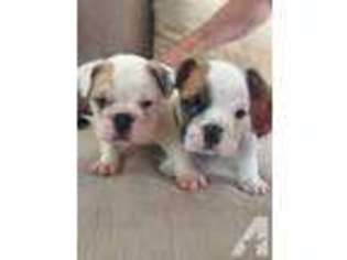 Bulldog Puppy for sale in BERGENFIELD, NJ, USA