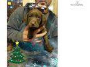 Labrador Retriever Puppy for sale in Peoria, IL, USA