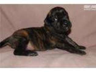 Mastiff Puppy for sale in Springfield, MO, USA