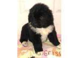 Newfoundland Puppy for sale in Greenfield, OH, USA