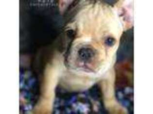 French Bulldog Puppy for sale in New Haven, CT, USA