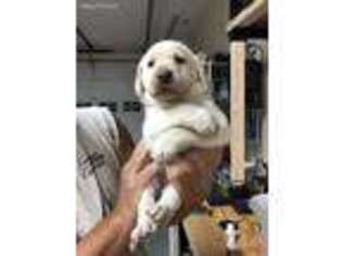 Labrador Retriever Puppy for sale in Concord, VA, USA
