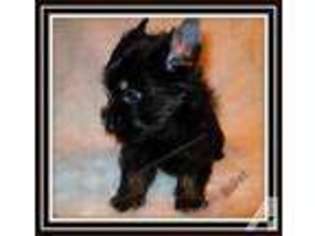 Yorkshire Terrier Puppy for sale in PALM HARBOR, FL, USA