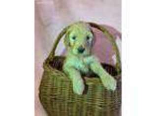 Goldendoodle Puppy for sale in Altoona, PA, USA