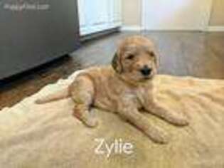 Goldendoodle Puppy for sale in Grandville, MI, USA