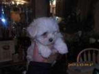 Maltese Puppy for sale in Nine Mile Falls, WA, USA