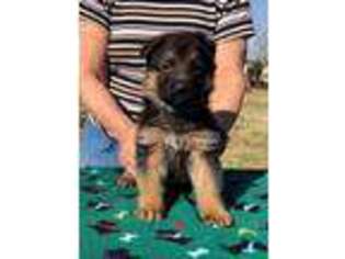 German Shepherd Dog Puppy for sale in Alderson, OK, USA