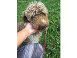 Labradoodle Puppy for sale in Brownsville, KY, USA
