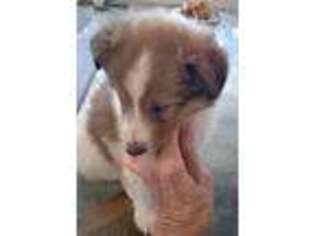 Shetland Sheepdog Puppy for sale in Belen, NM, USA