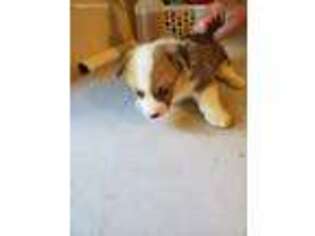Pembroke Welsh Corgi Puppy for sale in Boone, IA, USA