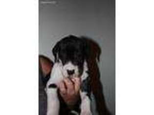 Great Dane Puppy for sale in Cartersville, GA, USA