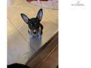 Rat Terrier Puppy for sale in Las Vegas, NV, USA