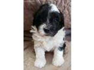 Havanese Puppy for sale in Louisville, KY, USA