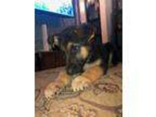 German Shepherd Dog Puppy for sale in New Rochelle, NY, USA