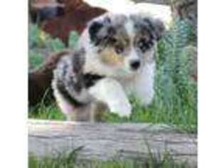 Australian Shepherd Puppy for sale in Los Lunas, NM, USA