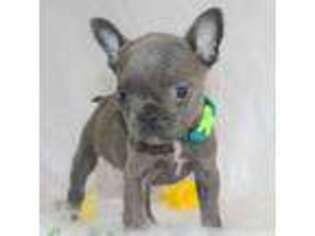 French Bulldog Puppy for sale in Colonial Beach, VA, USA