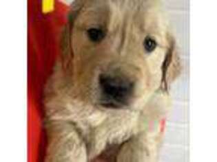Golden Retriever Puppy for sale in Chazy, NY, USA