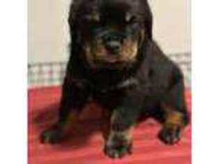 Rottweiler Puppy for sale in Greentown, IN, USA