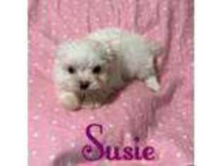 Maltese Puppy for sale in Biloxi, MS, USA