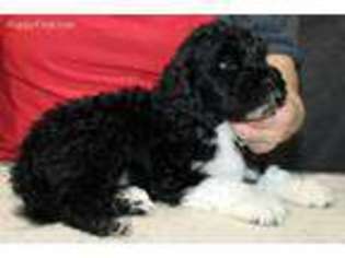 Portuguese Water Dog Puppy for sale in Beatrice, NE, USA