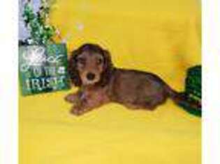 Dachshund Puppy for sale in Downing, MO, USA