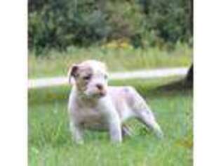 Olde English Bulldogge Puppy for sale in Dorset, OH, USA