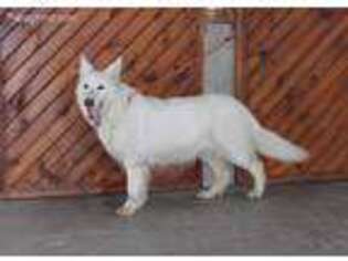 German Shepherd Dog Puppy for sale in Monroe, IN, USA